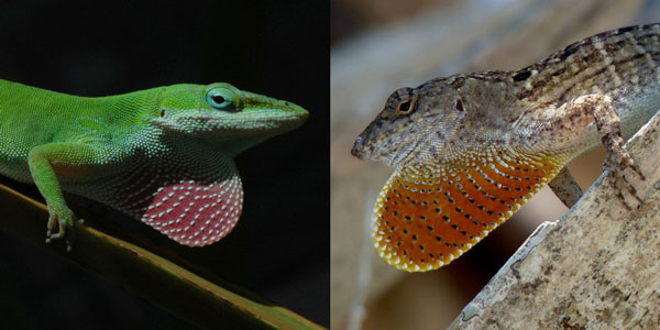 green anoles climbed higher and evolved to avoid brown anoles