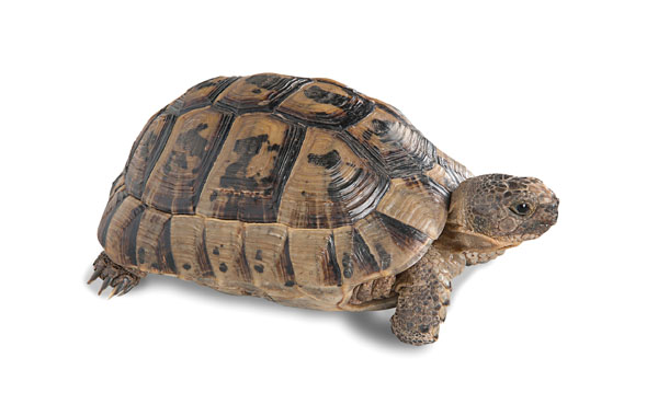 moroccan greek tortoise