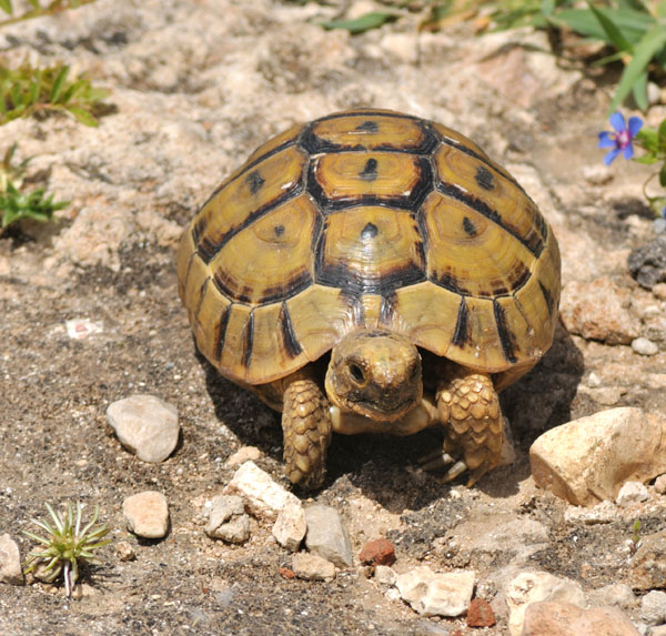 greek tortoise habitat