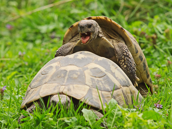greek tortoise breeds