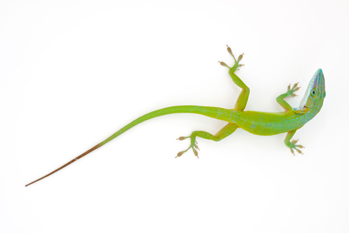 green anole reptiles