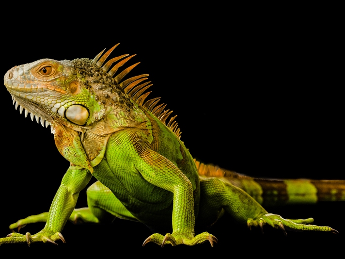 Green iguana