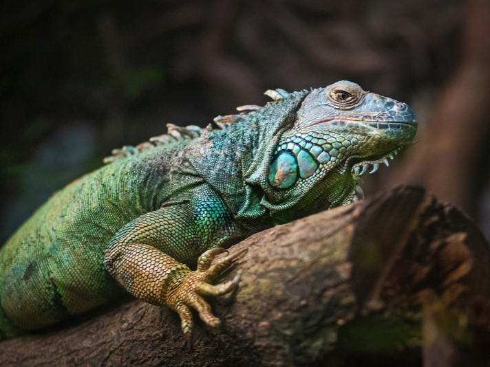 green iguana