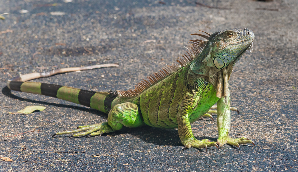 Green iguana