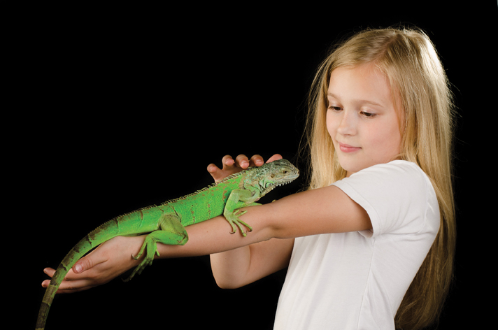 green iguana