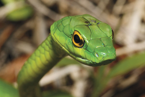 green tree snake