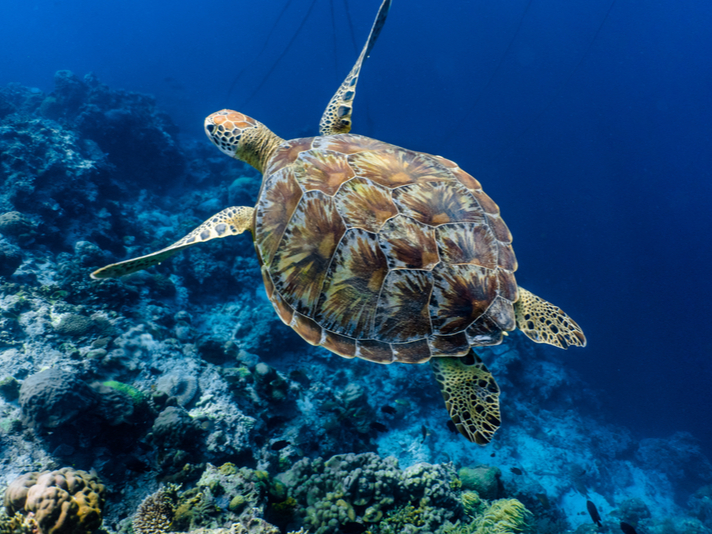 green sea turtle