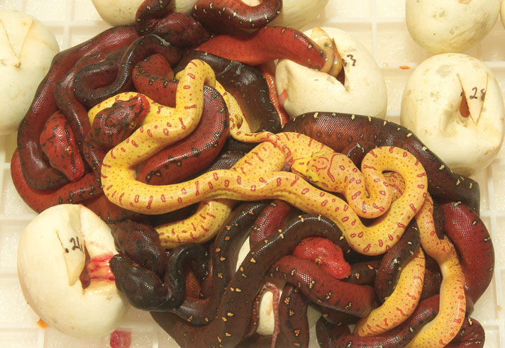 Green tree python hatchlings.