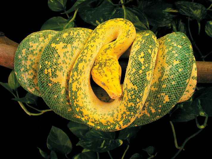 High yellow Chondro