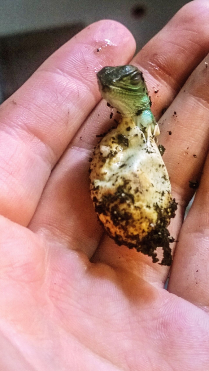 A Chinese water dragon hatching in author's hand.