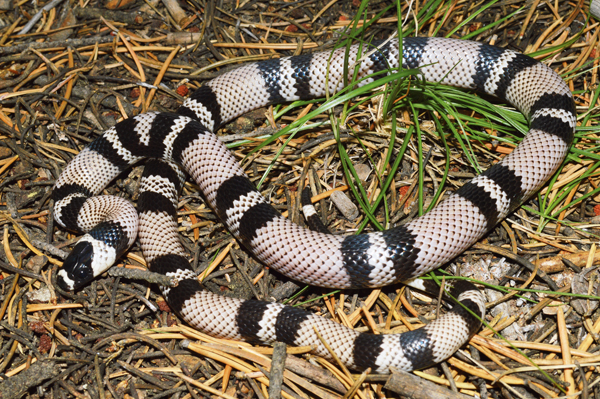 Honduran milksnake