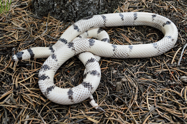 ghost honduran milksnake