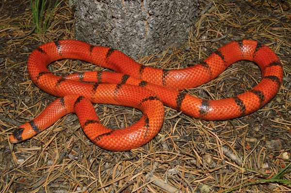 Honduran milksnake