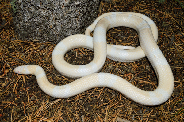 Honduran milksnake