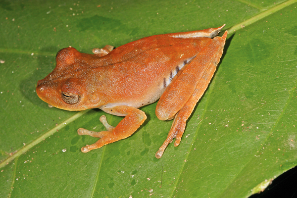 hypsiboas calcaratus