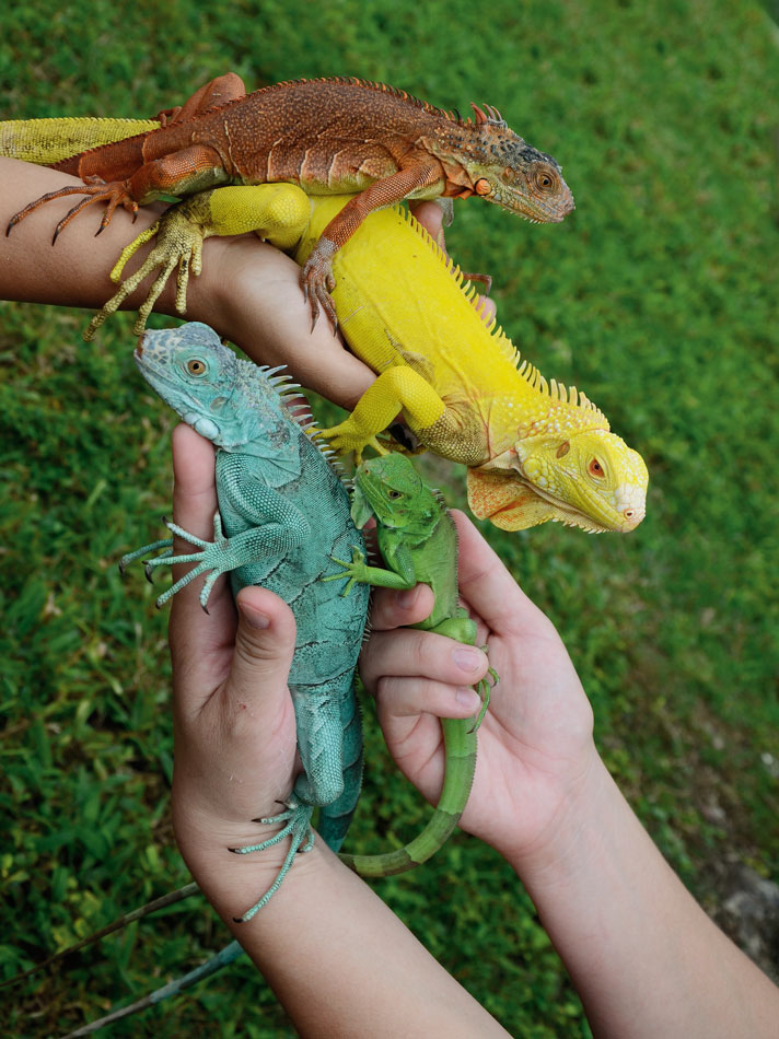 iguana morphs câștigă în popularitate.