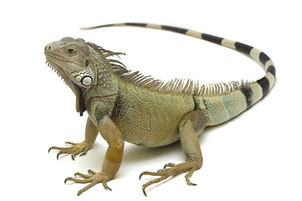 Iguana iguana