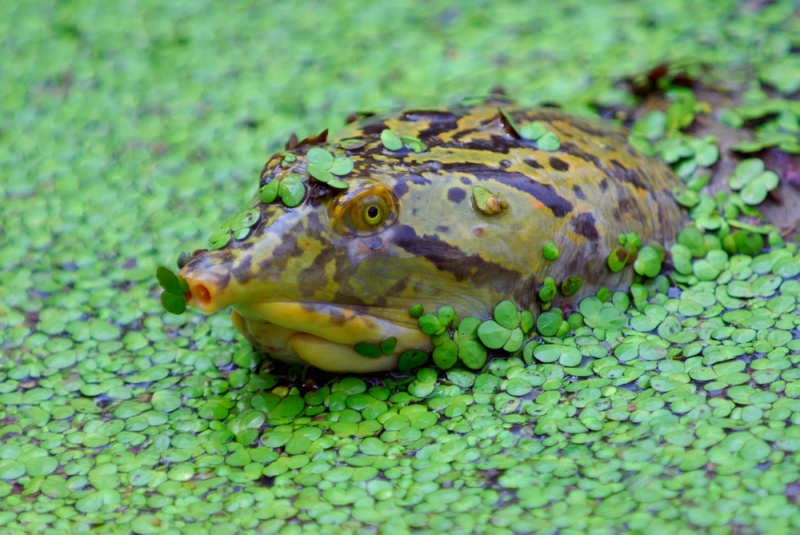Indian flapshell turtle