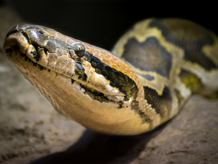 Indian python