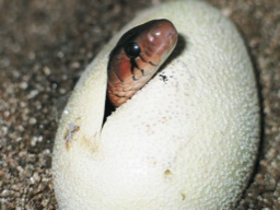 indigo snake pipping