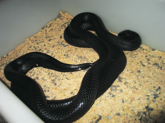 Indigo snakes mating