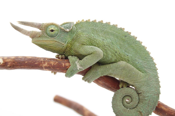 jackson's chameleon