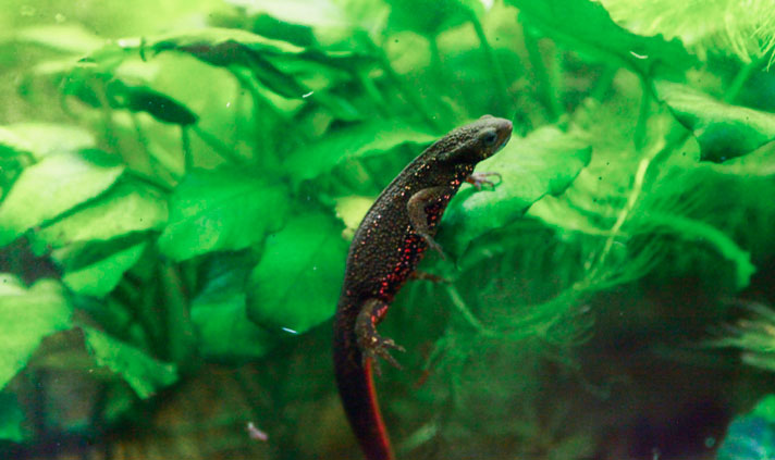 Expert Care Of The Japanese Fire Bellied Newt Reptiles Magazine,Bamboo Floors Pros And Cons