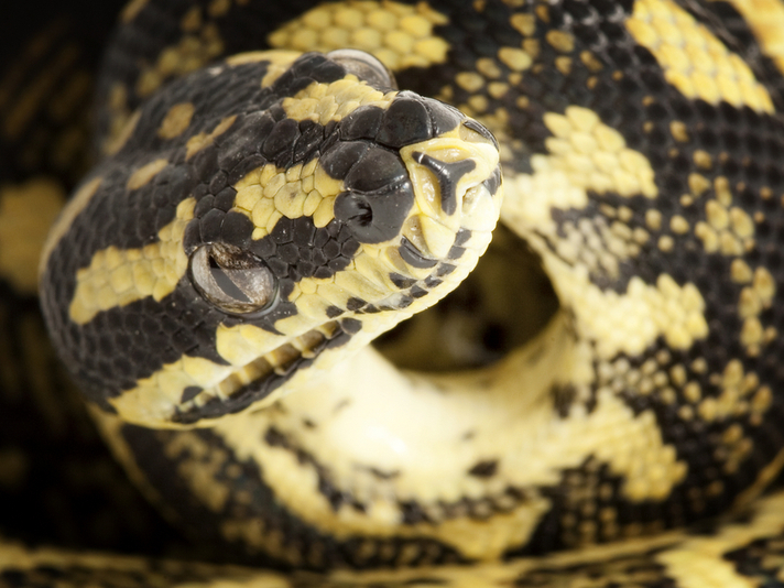 Jungle carpet python