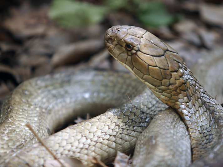 king cobra