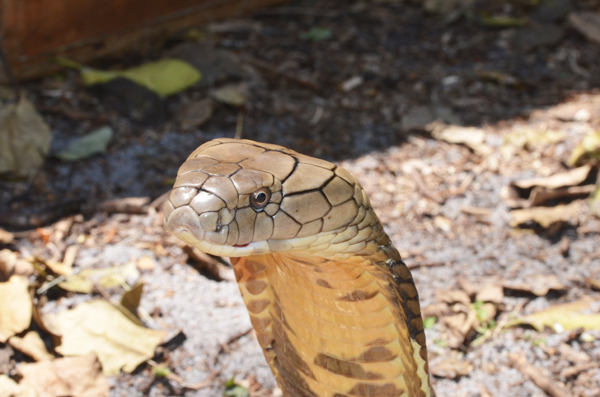 king cobra