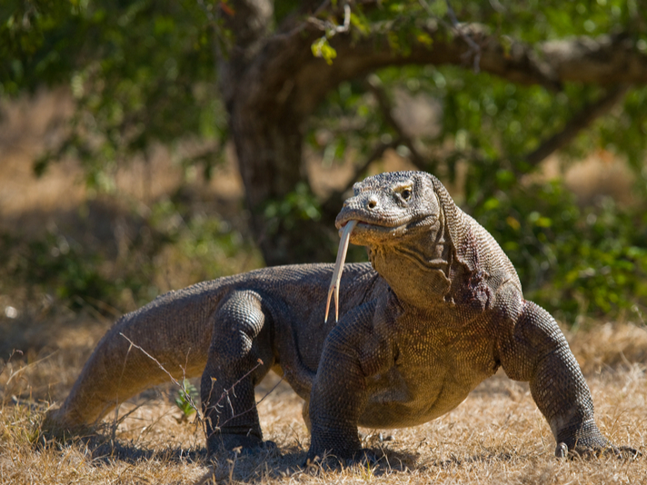 komodo dragon