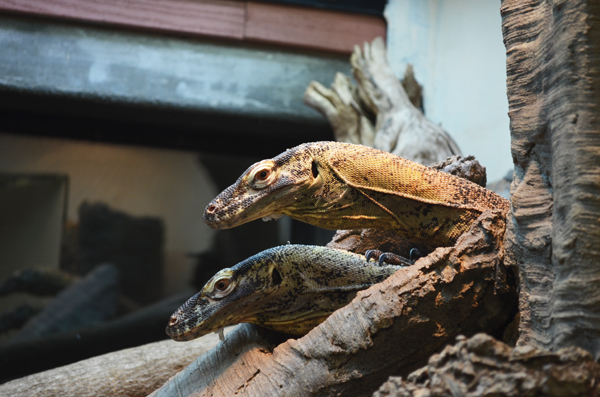 komodo dragon