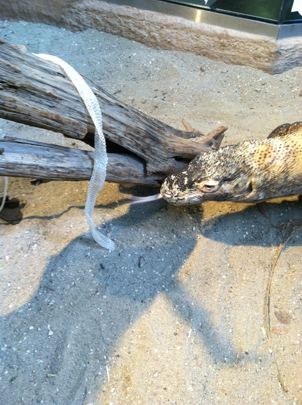 Shu checks out a snake shed