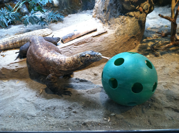 komodo dragon