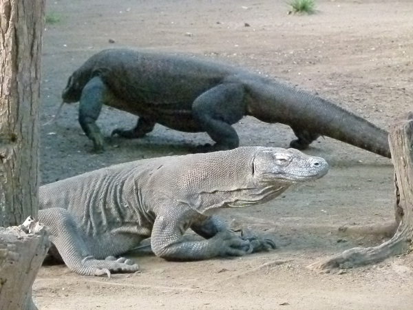 komodo dragon