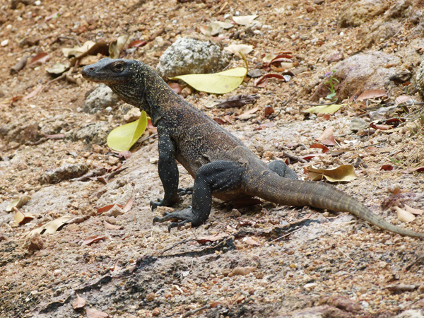 komodo dragon