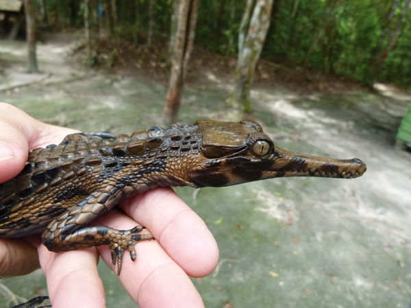 false gharial