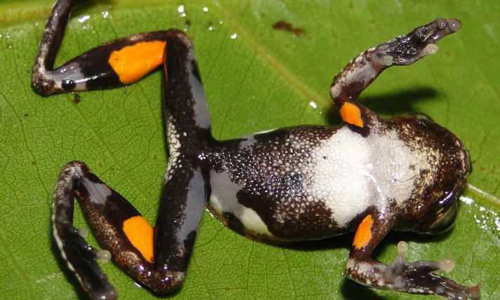 Dendropsophus kubricki or Kubrick's treefrog