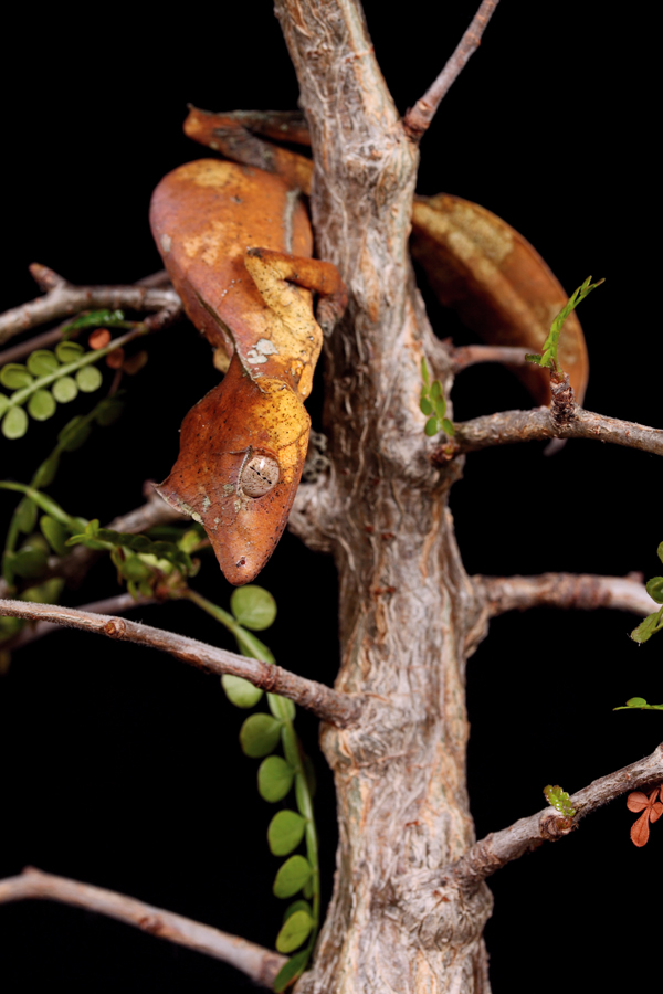 leaf tailed gecko