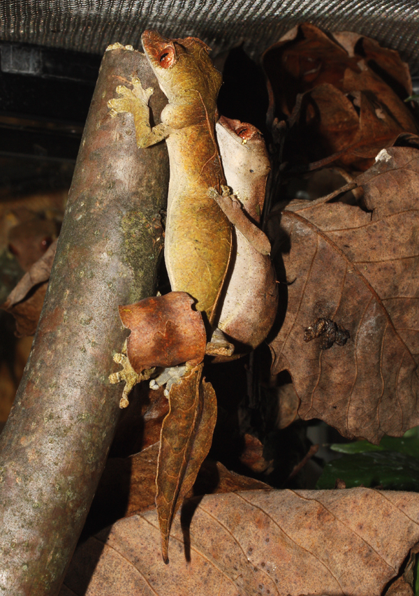 leaf tailed gecko