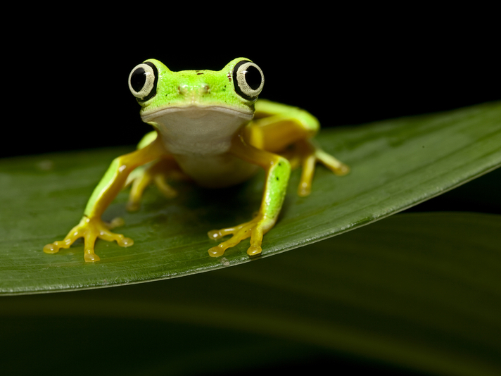 Lemur leaf frog