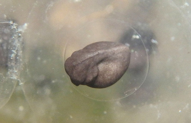 Leopard frogs hatching. Day two