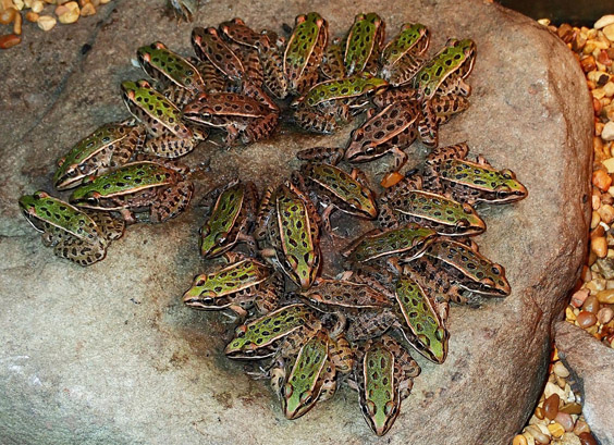 leopard frog adults