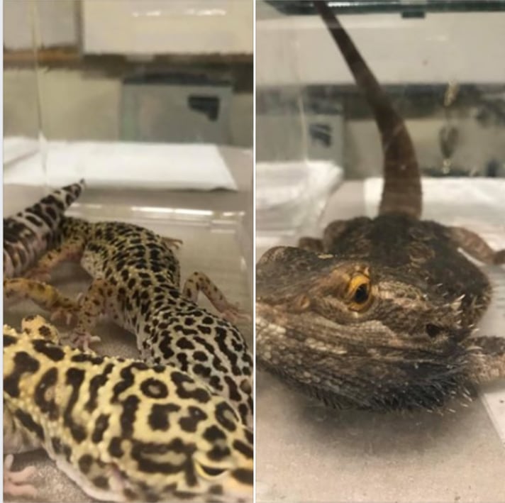 Leopard geckos and bearded dragon left on street in Massachusetts
