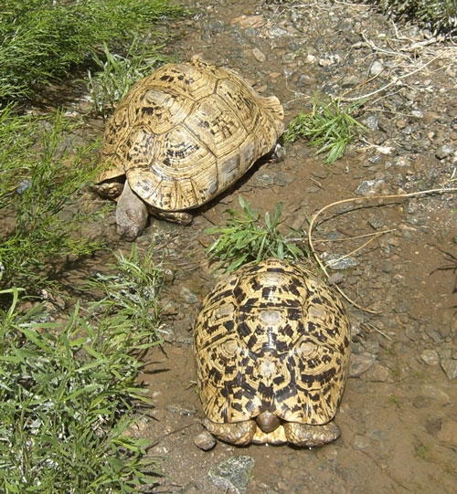 leopard tortoise