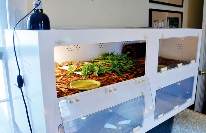 leopard tortoise enclosure for hatchlings