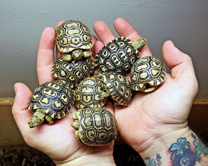 The Leopard Tortoise Of Africa Reptiles Magazine,Starbuck Sizes And Prices
