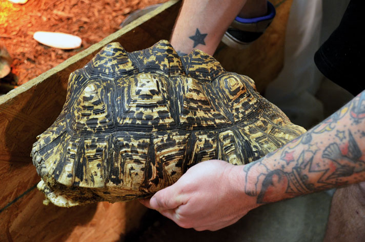 leopard tortoise