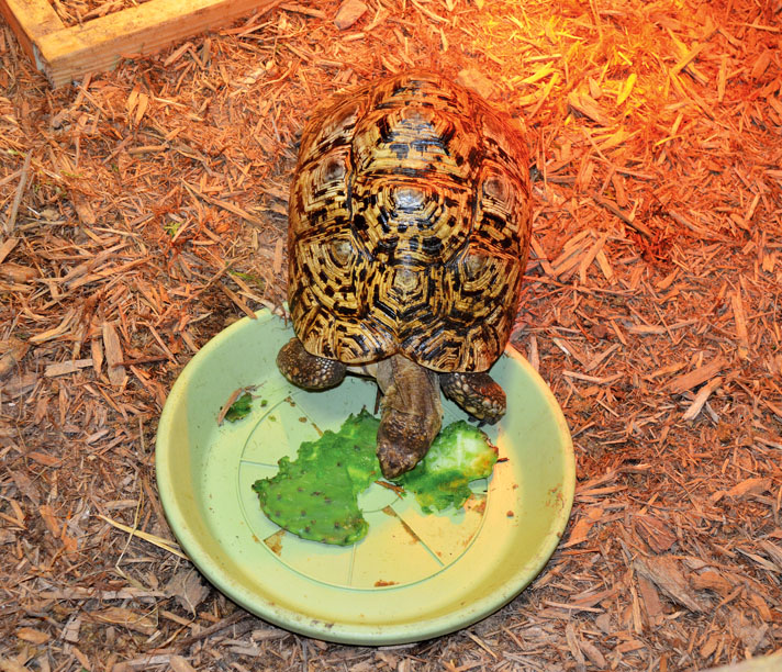 Leopard tortoise eating cactus.