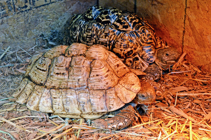 The Leopard Tortoise Of Africa Reptiles Magazine,Spiced Tea Light Auburn